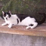 SPA chat à adopter Pompom