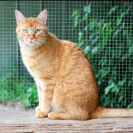 SPA chat à adopter Karamel