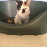 SPA chat à adopter Toutie