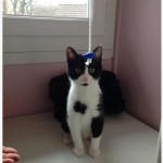 SPA chat à adopter Bibi ADOPTE