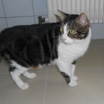 SPA chat à adopter Balou ADOPTE