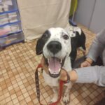 SPA chien à adopter BASOL Adopté