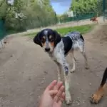 SPA chien à adopter Wenn adopté