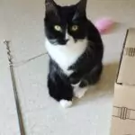 SPA chat à adopter MOKA