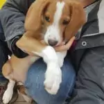 SPA chien à adopter SEVEN