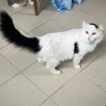 SPA chat à adopter RICKY Adopté