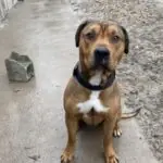 SPA chien à adopter TYSON