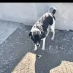 SPA chien à adopter Tippy Reservé
