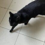 SPA chat à adopter Tokyo adopté