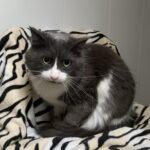 SPA chat à adopter Coco adopté