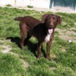 SPA chien à adopter Milo Adopté