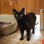 SPA chat à adopter Tonka