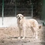 SPA chien à adopter Léia