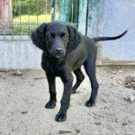 SPA chien à adopter Mario Adopé