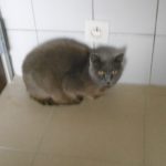 SPA chat à adopter Bélinda de la Visandre ADOPTEE