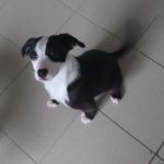 SPA chien à adopter Ivar ADOPTE