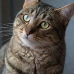SPA chat à adopter Léo ADOPTE