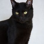 SPA chat à adopter Loko ADOPTE