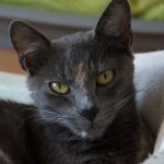 SPA chat à adopter Sheeva ADOPTEE