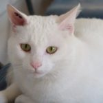 SPA chat à adopter Blanco ADOPTE