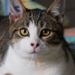 SPA chat à adopter Saiko ADOPTE