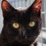 SPA chat à adopter Sashami ADOPTEE