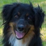 SPA chien à adopter Léo Adopté