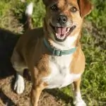 SPA chien à adopter Sparky SOS
