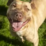 SPA chien à adopter KATANA SOS