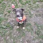 SPA chien à adopter Quetzal