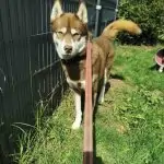 SPA chien à adopter Dewey