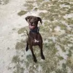 SPA chien à adopter Diam's