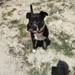 SPA chien à adopter Luchio SOS