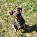 SPA chien à adopter Maggie SOS