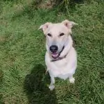 SPA chien à adopter Maya