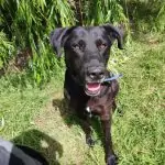 SPA chien à adopter Shadow