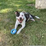 SPA chien à adopter Solo