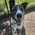 SPA chien à adopter Toby