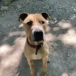 SPA chien à adopter Drex