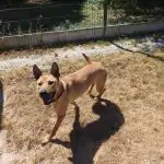 SPA chien à adopter Lyra