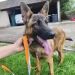 SPA chien à adopter Zarel