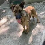 SPA chien à adopter Veyko
