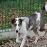 SPA chien à adopter Azur