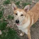 SPA chien à adopter Dario