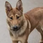 SPA chien à adopter Skoll