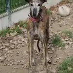 SPA chien à adopter Solea