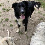 SPA chien à adopter Goldi