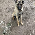 SPA chien à adopter Yasuri