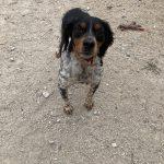 SPA chien à adopter Sim